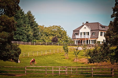 white and brown mansion with green grass field front yard with horses at daytime