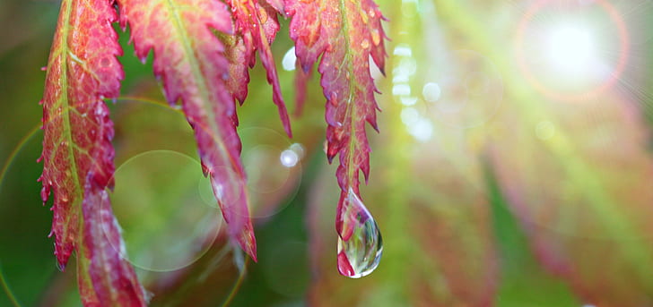 water droplet on pink leaf closeup photo