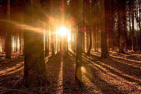 forest on fall season with sunlight view