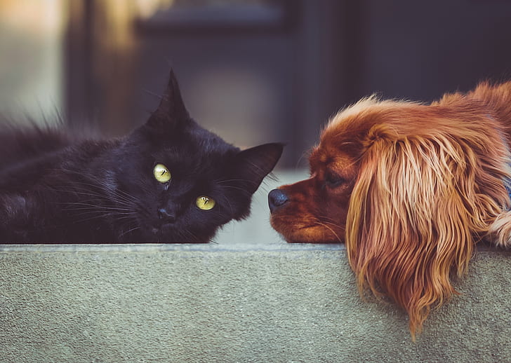 photo of bombay cat and Cavalier King Charles spaniel