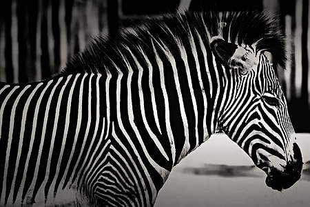 Closeup shot of a zebra