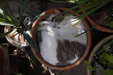 white, brown, and black cat on brown clay plant pot
