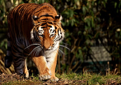photo of tiger