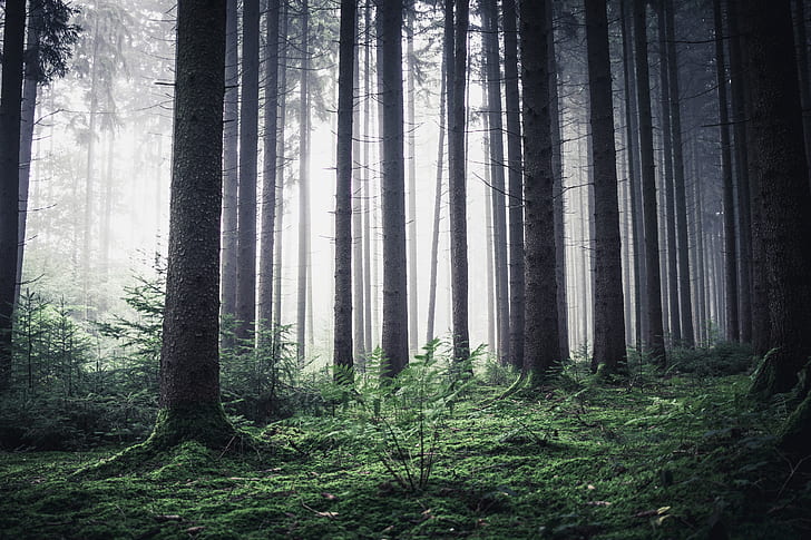trees in the forest graphic wallpaper