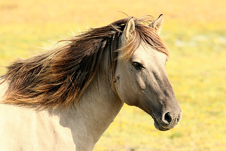 close up photo of gray horse