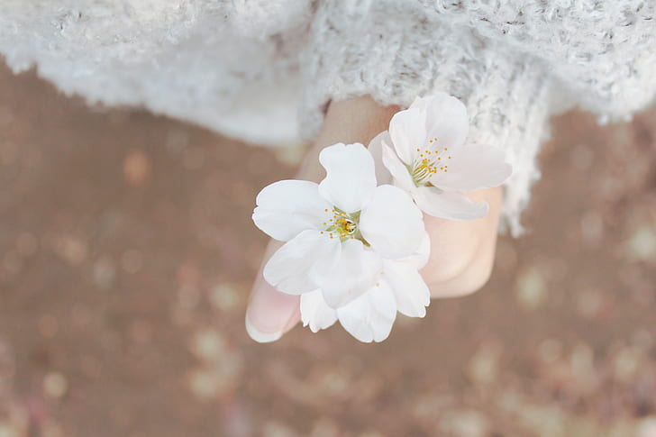 selective focus photography of person holding cluster of two white petaled flowers
