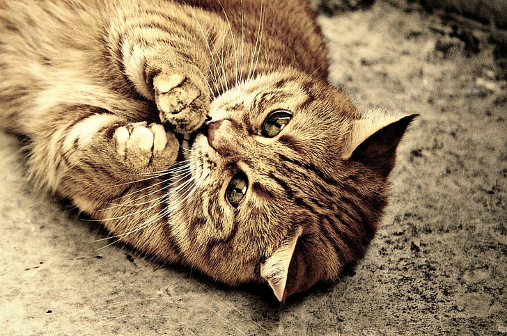 close-up photo of brown tabby cat lying on ground