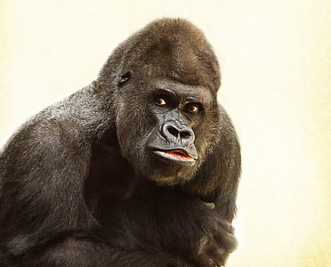 black gorilla