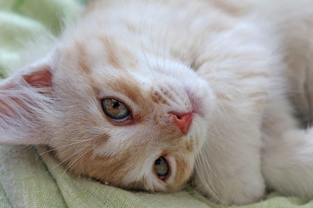 orange tabby cat lying on green textile