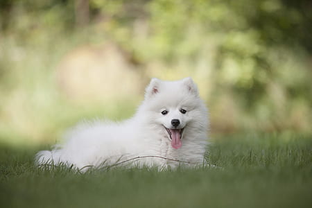 adult small-size short-coated white dog