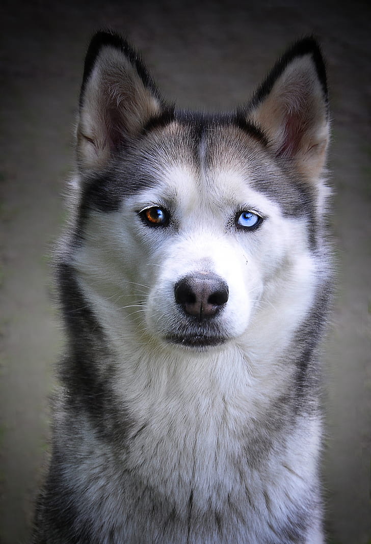 Siberian husky with different eyes