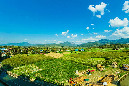 Houses Near the Rice Wheat Field Under the Clear Blue Skies