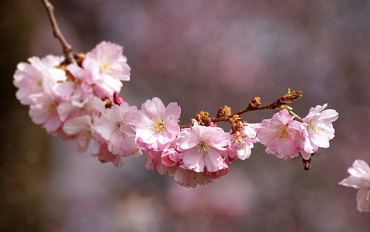 selective focus photography of cherry blossoms tree