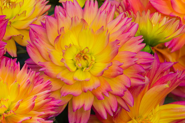 yellow and pink dahlia flowers
