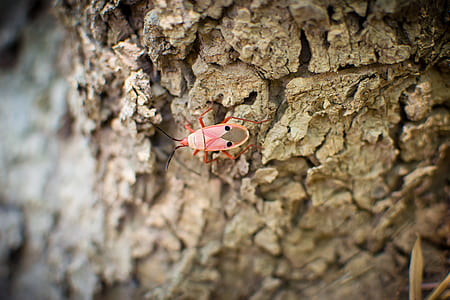 Pink White and Black 6 Legged Insect