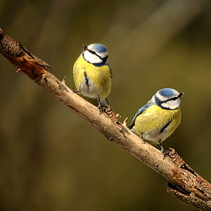 two white-blue-and-orange birds on tree trunk