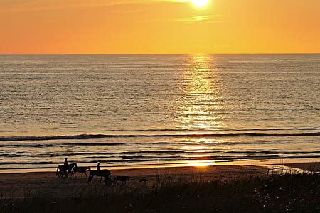 silhouette photo of three horses on seashore during sunset