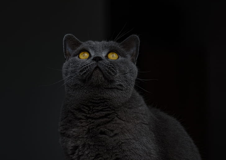 black fur cat
