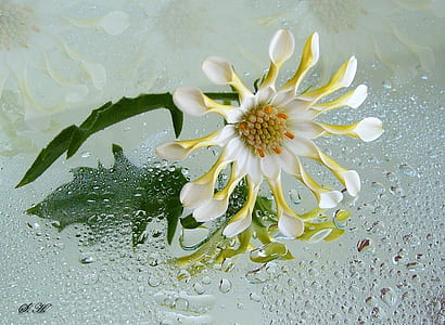 white and yellow daisy flower in closeup photography