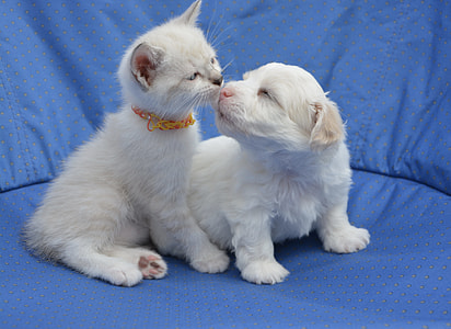 white puppy beside kitten on blue mat