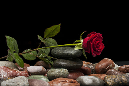 red rose on top of stone