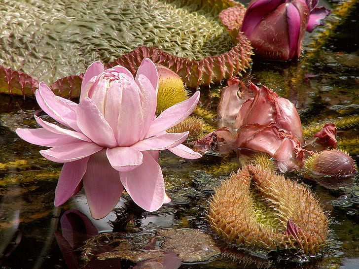 pink lotus flower in bloom at daytime
