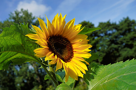 shallow focus photography of yellow sunflower