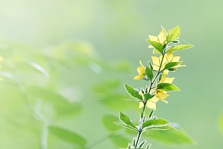 green and yellow leaf plant photography
