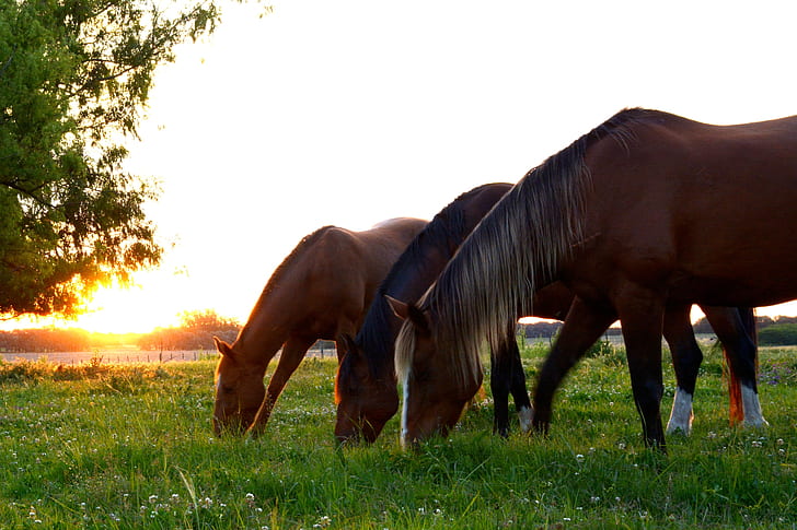 three brown horses eating grass during daytime