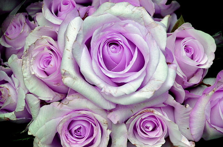white and purple bouquet of roses