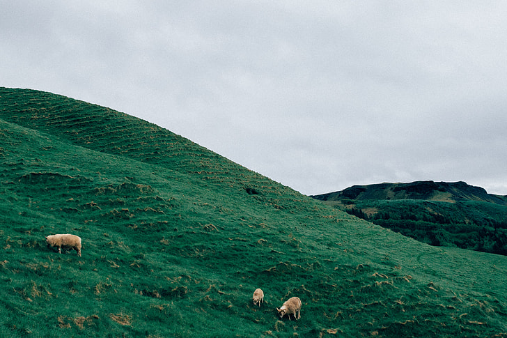 three sheeps on green grass valley under white sky