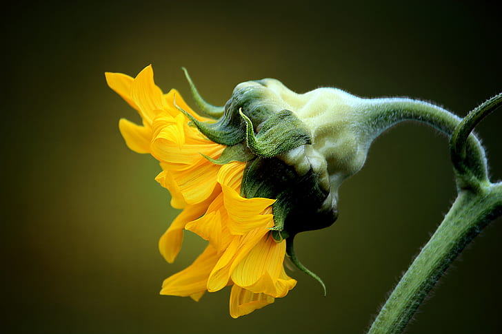 macro photo of sunflower during daytime
