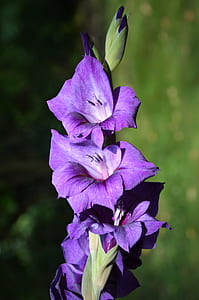 selective focus photography of purple gladiolus flowers