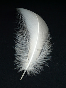 white feather on black textile