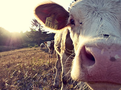 closeup photo cow head