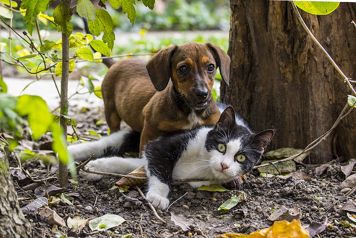 brown dachshund puppy playing with black and white cat beside tree