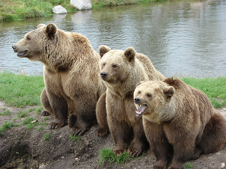 three brown bears at daytime