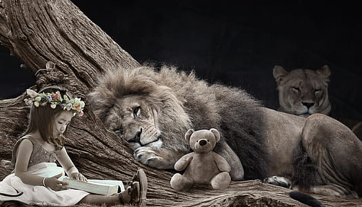 grayscale photography of lion beside teddy bear and girl reading book