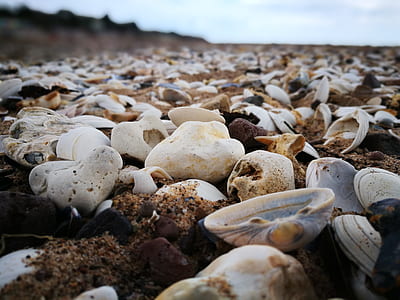 Seashell And White Stones On Seashore