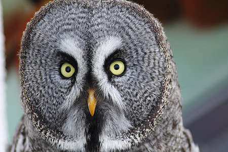 close up photography of owl