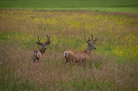 two brown deer on brown and green field during daytime