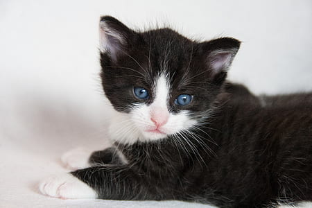 short-coated black and white kitten