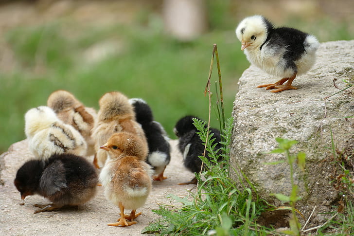 flock of brown and black Chicken chicks