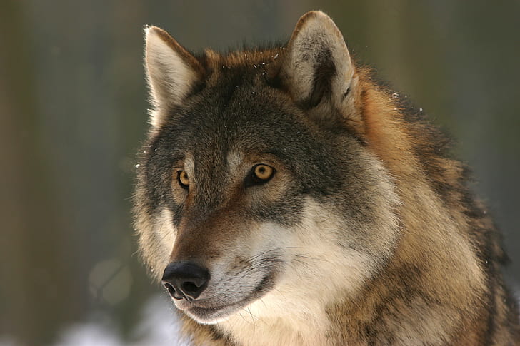 photo of gray and brown wolf