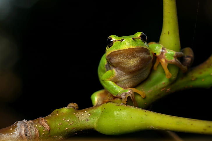 green frog on green plant in macro shot