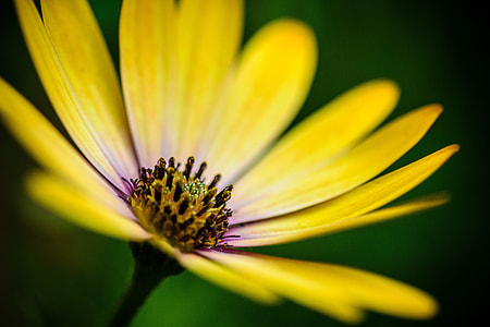 Macro shot of yellow flower details