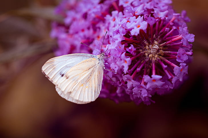cabbage white butterfly on purple petaled flowers
