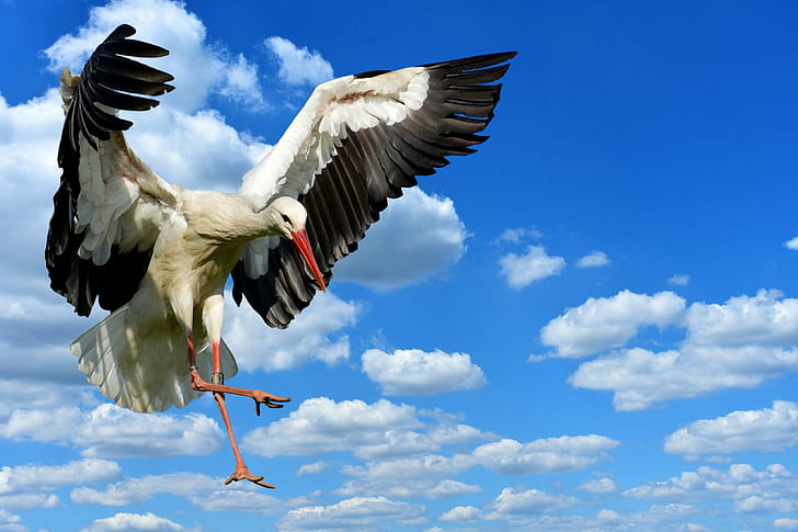 time lapse photography of white stork