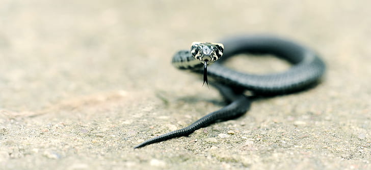 selective focus photography of black snake on ground