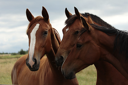 three brown horses during daytime